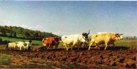 Rosa bonheur Plowing in the Nivernais;the dressing of the vines oil painting image